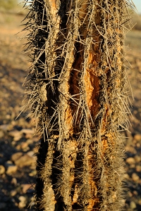 January 25, 2012<br>North Phoenix, AZ