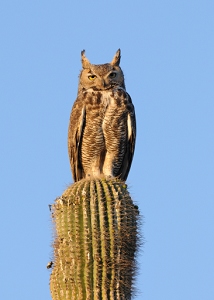 April 20, 2012<br>North Phoenix, AZ<br>Great Horned Owl