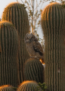 April 20, 2012<br>North Phoenix, AZ<br>Great Horned Owl