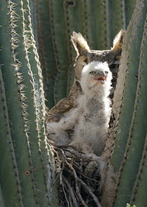 March 25, 2013<br>North Phoenix, AZ<br>Great Horned Owls