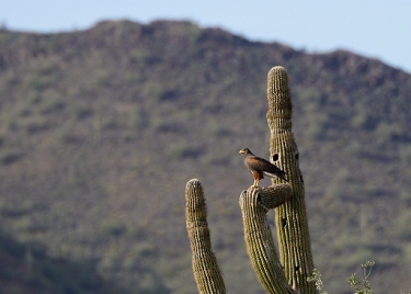 March 28, 2013<br>North Phoenix, AZ<br>Harris Hawk