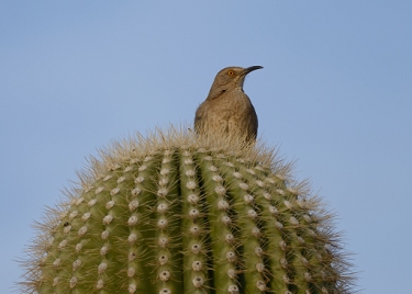 March 28, 2013<br>North Phoenix, AZ