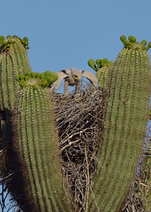 April 21, 2013<br>North Phoenix, AZ<br>Harris Hawk