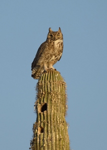 May 15, 2013<br>North Phoenix, AZ<br>Great Horned Owl