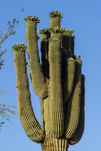 The owl's nest cactus is doing well today.<br>May 22, 2016