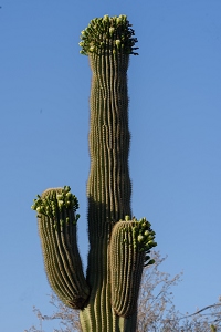 Saguaro cactus are blooming in the valley.<br>May 22, 2016