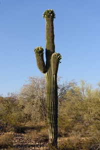 Nice clear day for a walk in the desert.<br>May 22, 2016