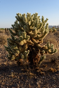 Cholla cactus<br>May 22, 2016