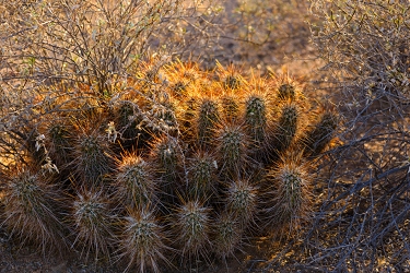 More cactus<br>May 22, 2016