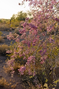 Some trees are still in bloom.<br>May 22, 2016