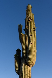 Nice tall saguaro under clear skies.<br>May 22, 2016