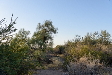 As I was walking up this wash, I see two young owls in the distance!<br>May 22, 2016