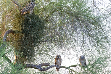 There are three owls in this image.<br>May 22, 2016