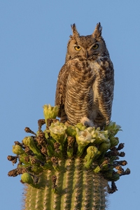 Great Horned Owl<br>May 22, 2016