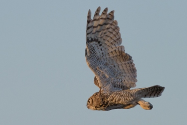 Great Horned Owl<br>May 22, 2016