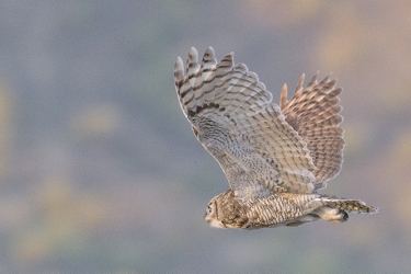 Great Horned Owl<br>May 22, 2016