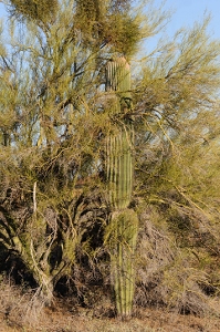 April 18, 2009<br>This is how all Saguaro cacti get their start.  They must grow under the shade of a Palo Verde tree for at least the first five years to be protected from the sun.  Eventually the cactus outlives the tree and stands alone.
