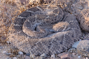 April 18, 2009<br>Rattlesnake, before I somehow managed to get him rattling at me.