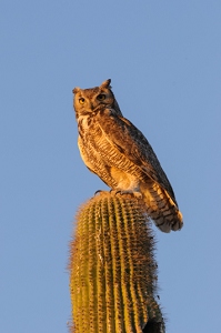 April 20, 2009<br>Great Horned Owl.