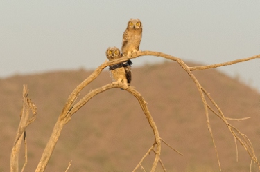 April 23, 2009<br>Juvenile Great Horned Owls.  Every spring from 2008 to 2017 I hiked 5 minutes from my house to visit a local owl nest and see how the chicks were doing.  Lots of opportunities as I often visited more than once a week through the season.  LOTS of owl pictures.