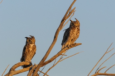 April 23, 2009<br>The parents.  I call them Waldo and Wanda.