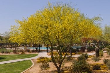 April 25, 2009<br>Palo Verde tree in full bloom near my housing association's swimming pool.