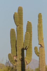 April 26, 2009<br>In this image, the hawk is right in the middle, but hard to see against the shade.  You can see a wing clearly, and the shadow of the other wing.  The owl is reacting.