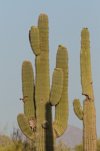 April 26, 2009<br>Here the owl has just passed the moment of closest approach, and the owl is pressed back against the cactus.
