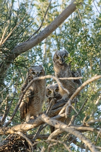 April 26, 2009<br>Three juvenile Great Horned Owls in the tree next to their nest.