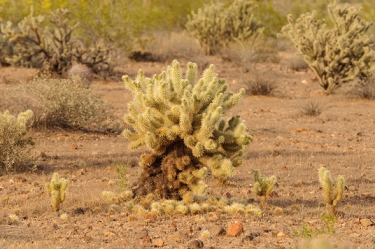 May 4, 2009<br>'Jumping' Cholla.  Those arm segments fall off, and you unwittingly kick them as you walk by.  Instantly you have a cactus spine through your shoe and into your foot.  Not easily removed either, as they have a bit of a hook on the end of the spine. (Best removed with pliers or a hair comb.)