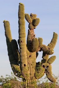 May 5, 2009<br>This cactus has seen better days.  There are a number of shotgun wounds as well as all the twisty arms.