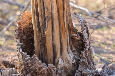 February 7, 2013<br>Dead Saguaro cactus base.