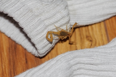 March 7, 2013<br>I found a scorpion when putting on my socks.  I've had a history of scorpions in this particular house since I bought it.  Once I rolled over on one in bed and got stung three times.
