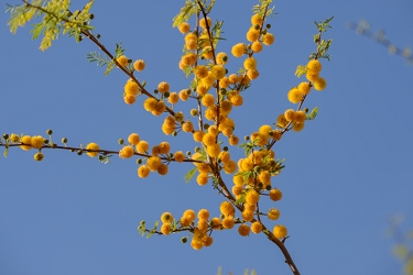 March 25, 2013<br>Palo Verde tree blooms.<br>