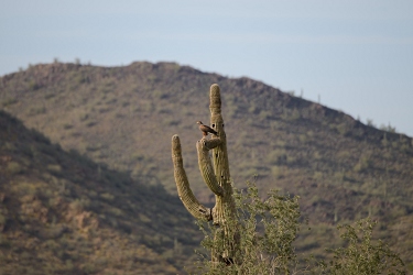 March 28, 2013<br>Harris (probably) or Redtail Hawk