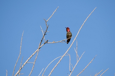 April 3, 2013<br>Anna's Hummingbird