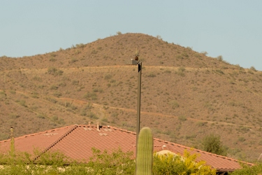 April 10, 2013<br>Harris Hawk on a light pole