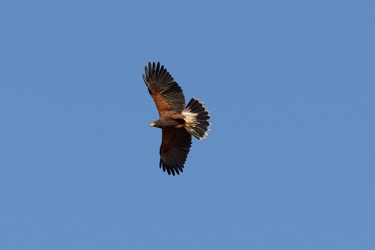 April 21, 2013<br>Harris Hawk