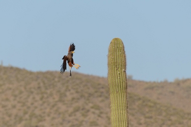 April 21, 2013<br>Harris Hawk landing sequence