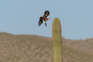 April 21, 2013<br>Harris Hawk landing sequence