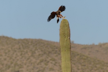 April 21, 2013<br>Harris Hawk landing sequence