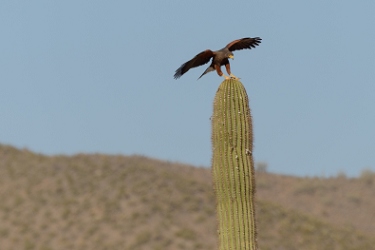 April 21, 2013<br>Harris Hawk landing sequence