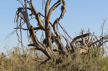 May 15, 2013<br>There is a Great Horned Owl clearly visible in this image.