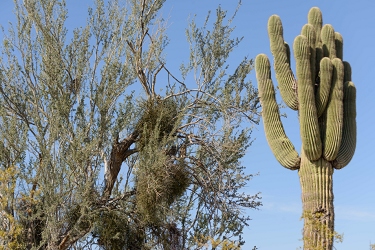 May 22, 2013<br>There are two juvenile Great Horned Owls in the tree next to the nest.