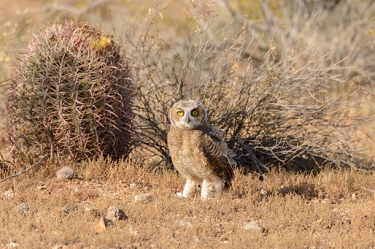 May 22, 2013<br>Juvenile Great Horned Owl on the ground.  He's still learning to fly.  This has to be the time of greatest risk for a young bird.