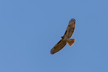 December 5, 2013<br>Red Tailed Hawk