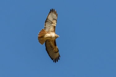 December 5, 2013<br>Red Tailed Hawk