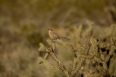 January 6, 2014<br>Curved Bill Thrasher