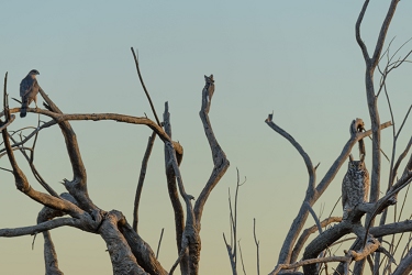 January 8, 2014<br>This seems bizarre.  A hawk and an owl are sharing a dead tree.
