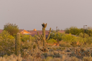 March 25, 2014<br>There is a Great Horned Owl sitting on her nest in the distance.
